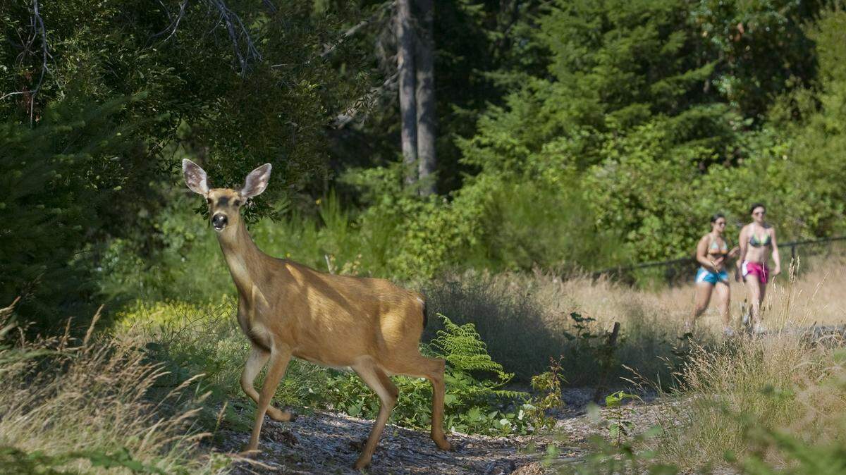 Runners on the Soundview Trail pass a deer at the north end of Pierce County’s Chambers Creek Properties. The 930-acre site also includes Chambers Bay golf course and, eventually, a planned hotel and resort.