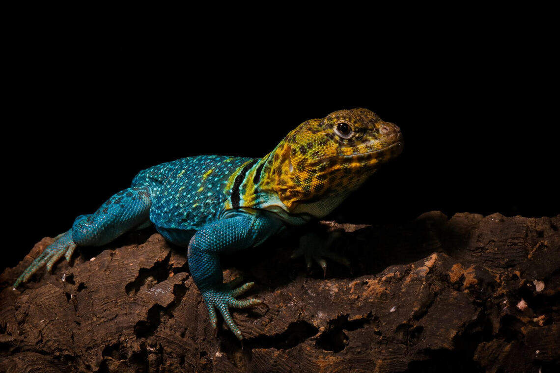 Lizards Wa State Exotic animals legal to keep as a pet in Washington state | Tri-City Herald