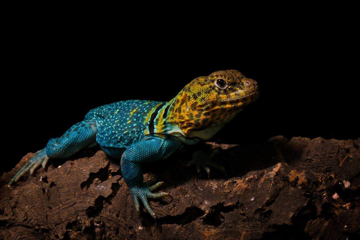 A collared lizard, featured by the Pacific Northwest Reptile & Exotic Animal Show, poses for a photo.