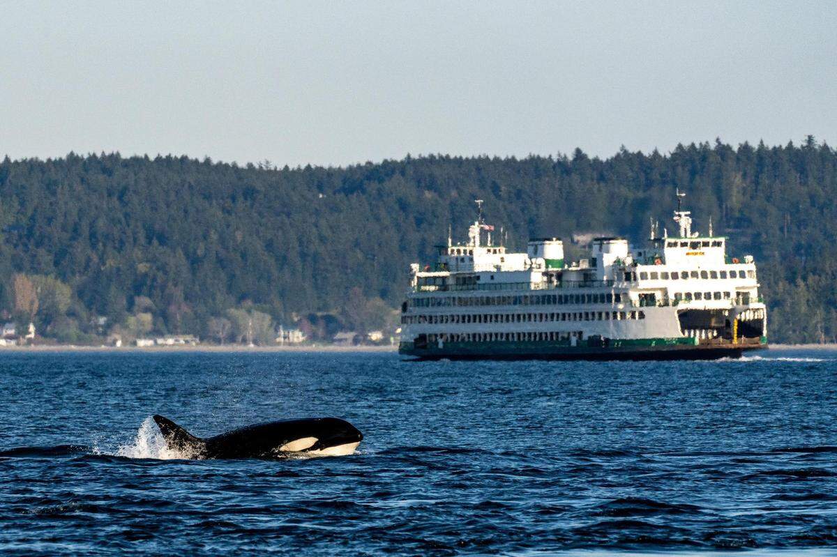 Bigg’s killer whale breaches the surface in the Salish Sea near a Washington State Ferry.