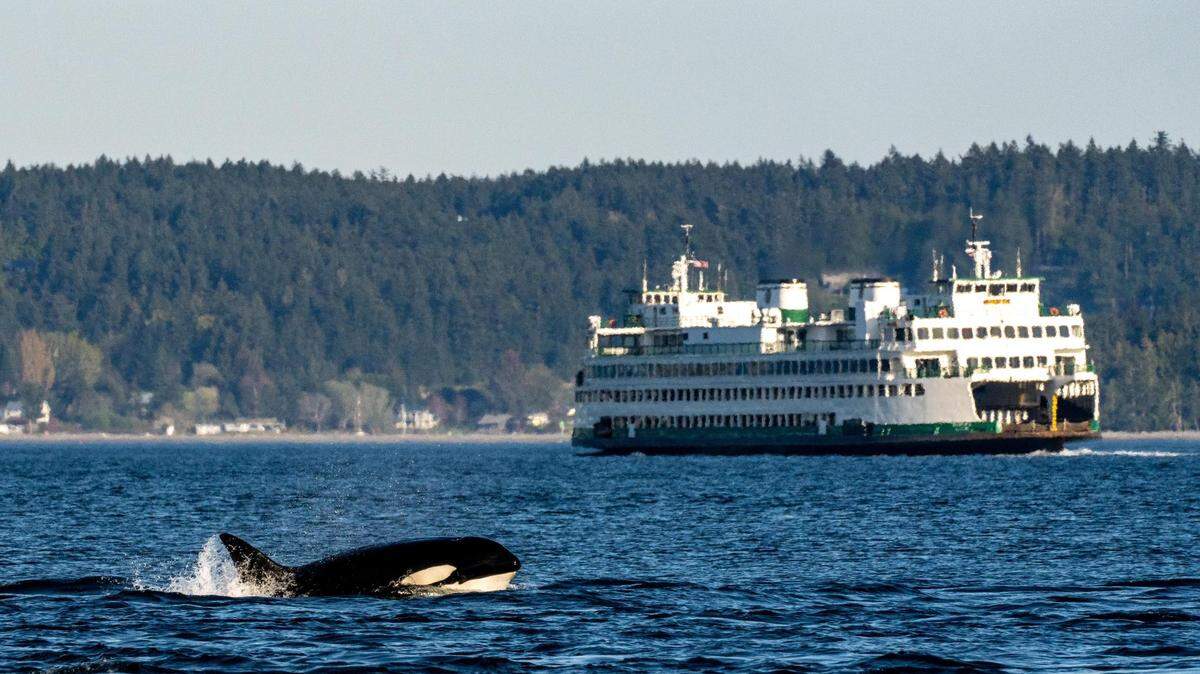 Bigg’s killer whale breaches the surface in the Salish Sea near a Washington State Ferry.