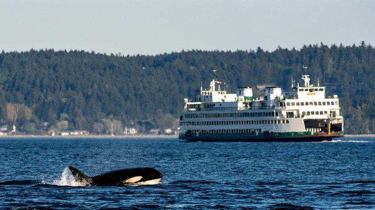 Traveling by state ferry with your pet? WSDOT has rolled out new rules