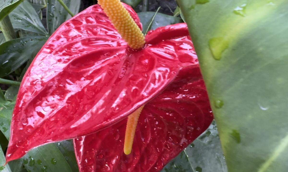 Anthuriums are one of the many flowering tropical plants in the W.W. Seymour Conservatory in Tacoma’s Wright Park.