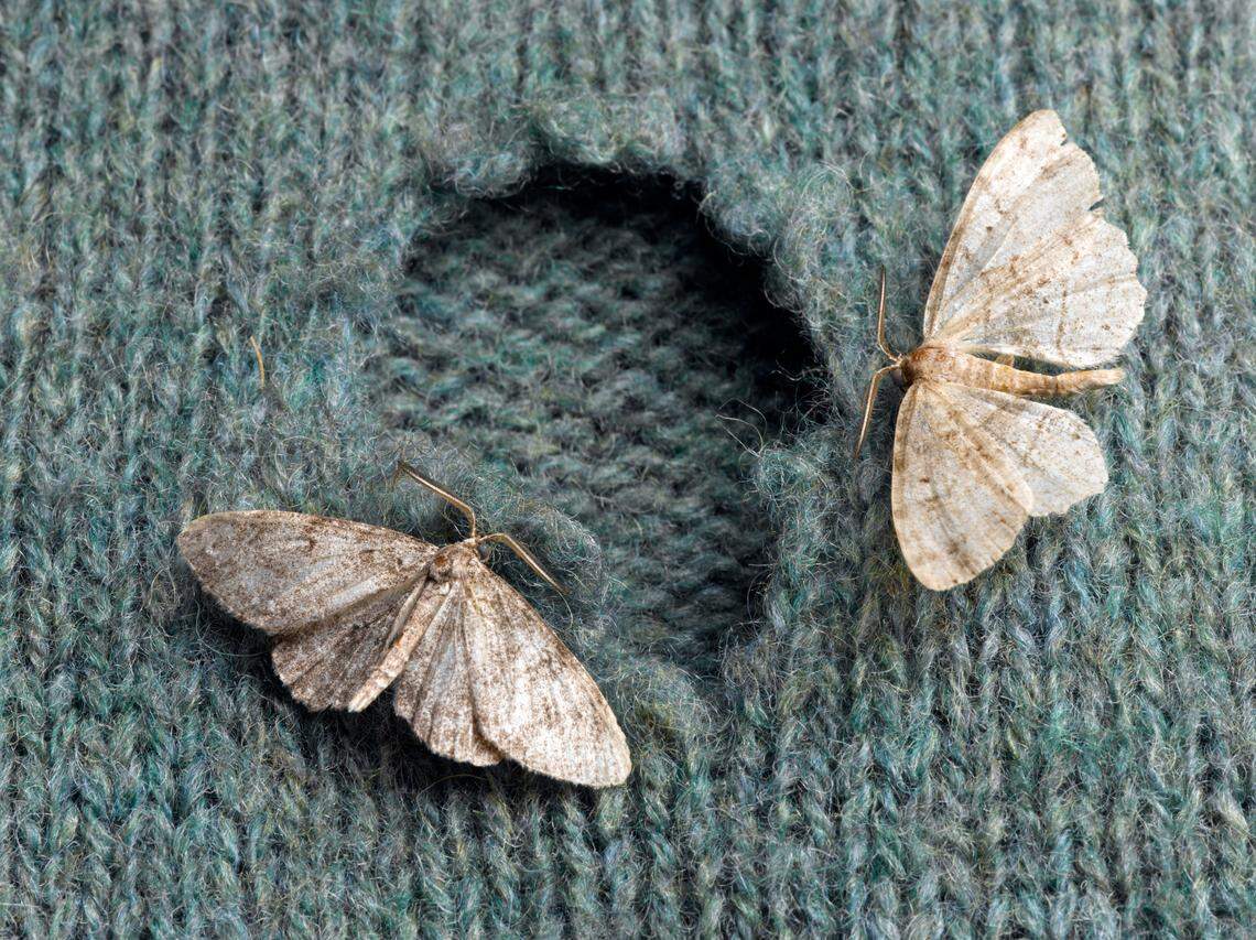 Tineidae bisselliella moths eating clothing.