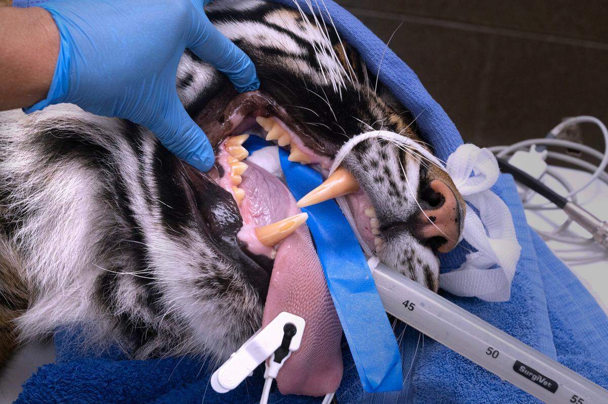Kali the Sumatran tiger receives her three-year physical exam at the Point Defiance Zoo & Aquarium in Tacoma, Washington, on Tuesday, Aug. 8, 2023.