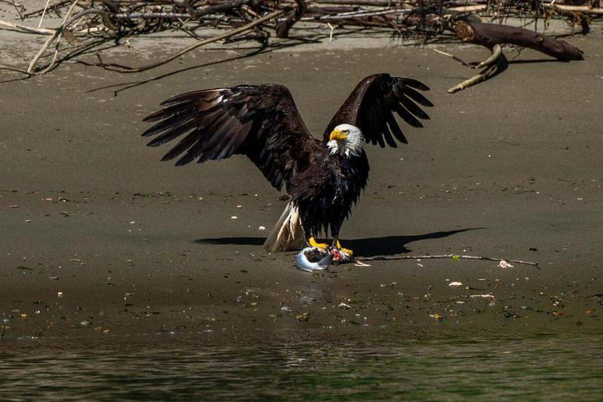 Eagle eating a salmon.