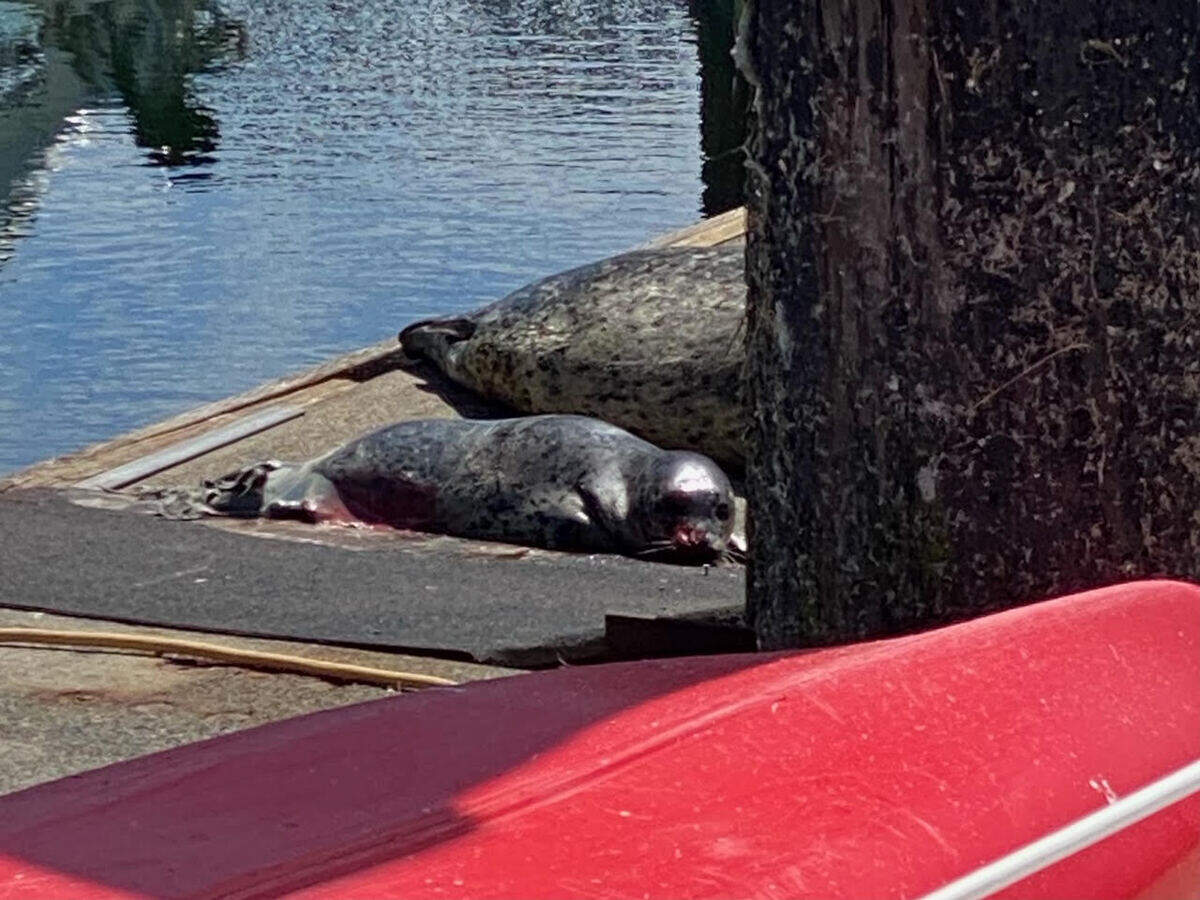 City of Gig Harbor Public Works Director Jeff Langhelm was recently lucky enough to witness a brand new harbor seal pup born on a dock in the harbor July 19. He was preparing to work on his sailboat when he saw a very pregnant harbor seal on the dock nearby. Less than 15 minutes later, she gave birth.