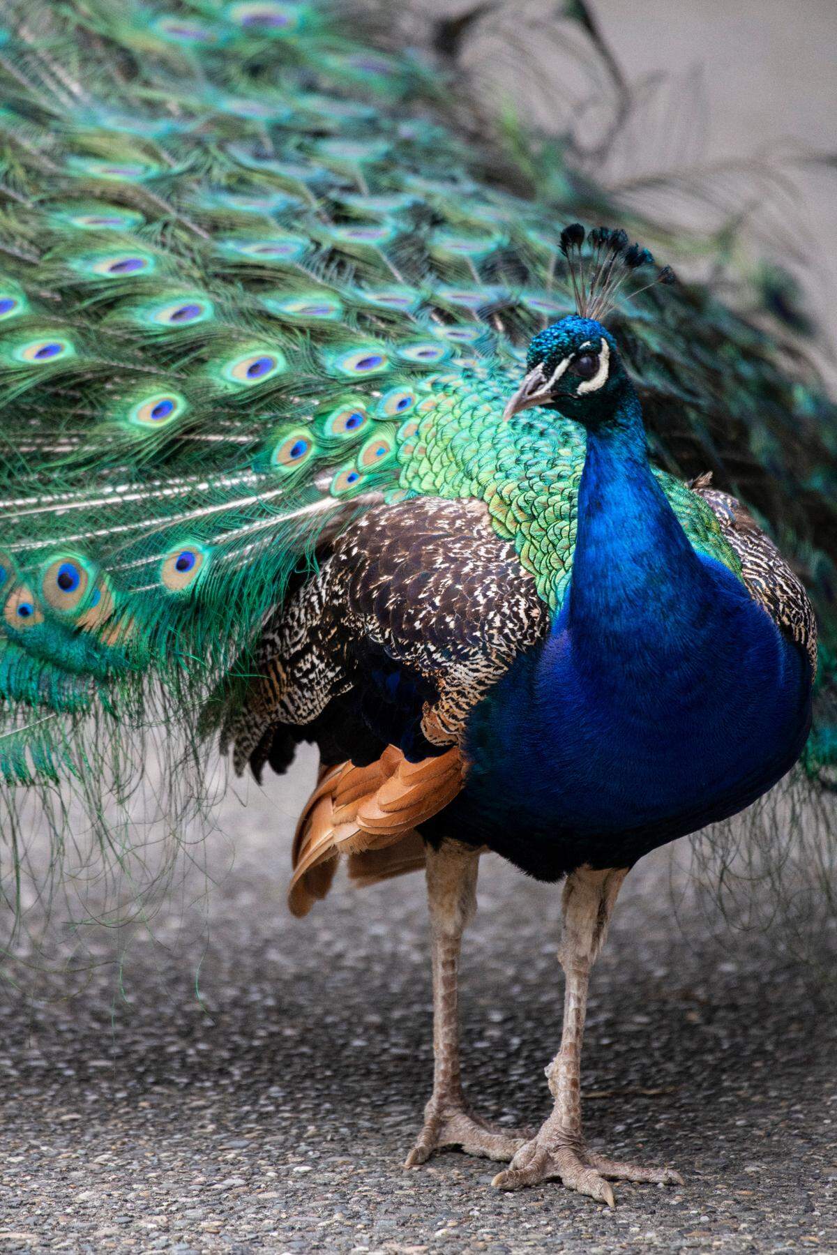 Kevin the peacock was Point Defiance Zoo & Aquarium’s last remaining peafowl. He was euthanized Saturday.