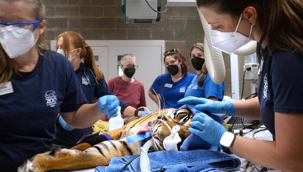Veterinarians perform a three-year physical exam on Kali the Sumatran tiger at the Point Defiance Zoo & Aquarium in Tacoma, Washington, on Tuesday, Aug. 8, 2023.
