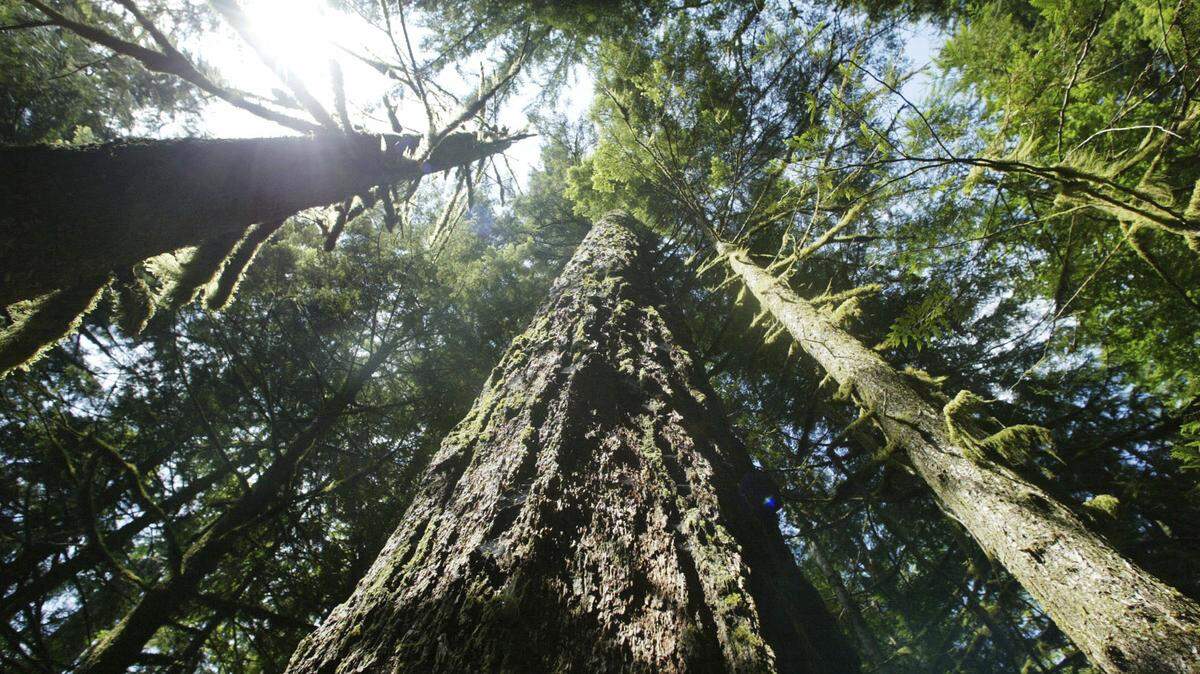 Old growth Douglas fir trees are shown in this file photo. (AP Photo/Rick Bowmer, File)