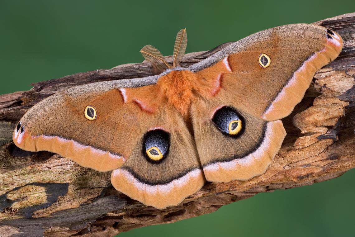 A polyphemus moth is sitting on a tree limb.