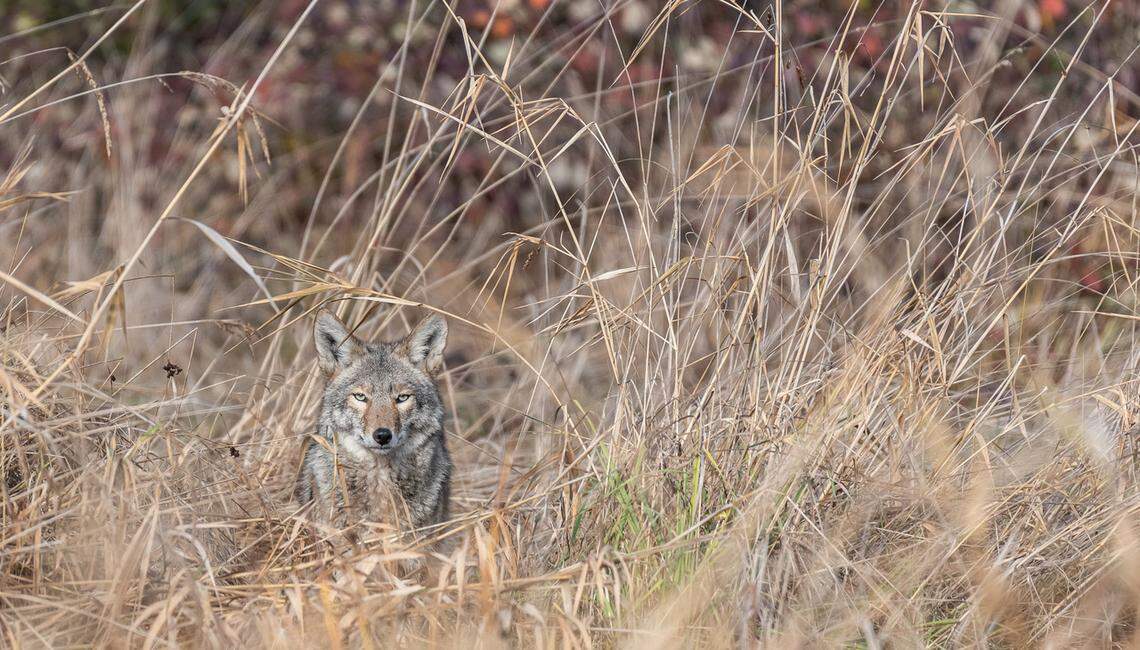 A coyote skulks through the tall grass at the Green River Natural Resources Area in South King County.