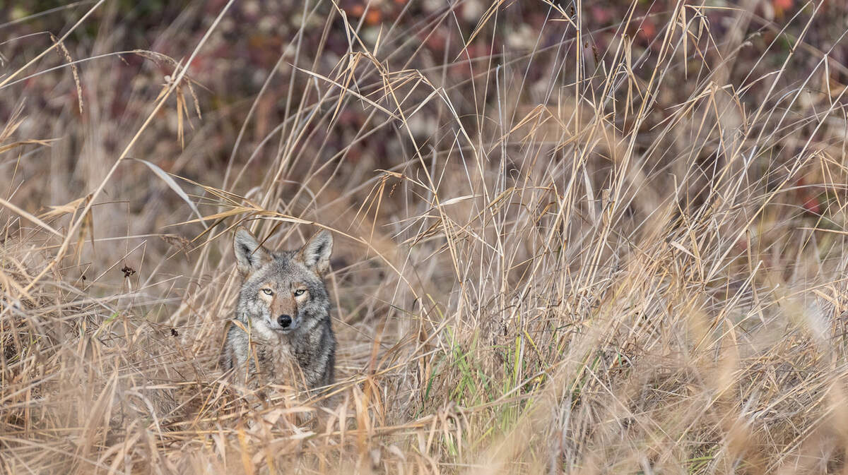 Coyotes are active year-round in South Carolina, but can be even more bothersome during the summer.