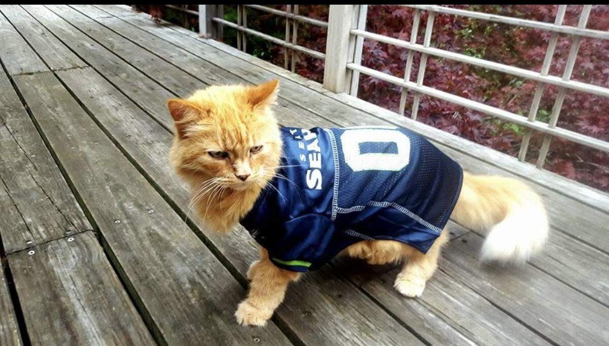 Orange, who loves car rides and macaroni and cheese, received an honorable mention from The News Tribune for best-dressed Seahawks pet fans in 2026.