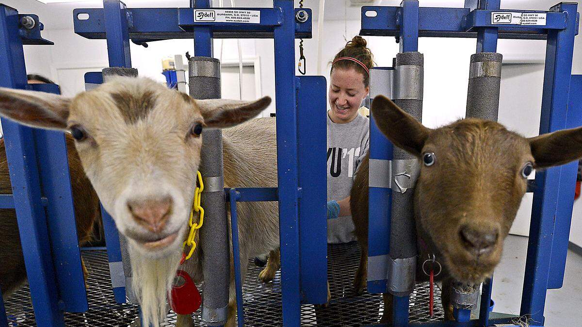 After graduating from NYU in 2013 with a degree in political science Kerri Costello, of Boston, moved west to Left Foot Farm near Eatonville. “After living in Boston and Manhattan I wanted to reconnect with my food source,” said Costello while milking the farm’s Nigerian Dwarf goats. Costello, 22, said she’s interested in food issues and loves farm life in the northwest, trading her labor for food, lodging, and experience at Left Foot Farm which is a WWOOF host farm (Worldwide Opportunities on Organic Farms). She has also been promoted to farm manager.