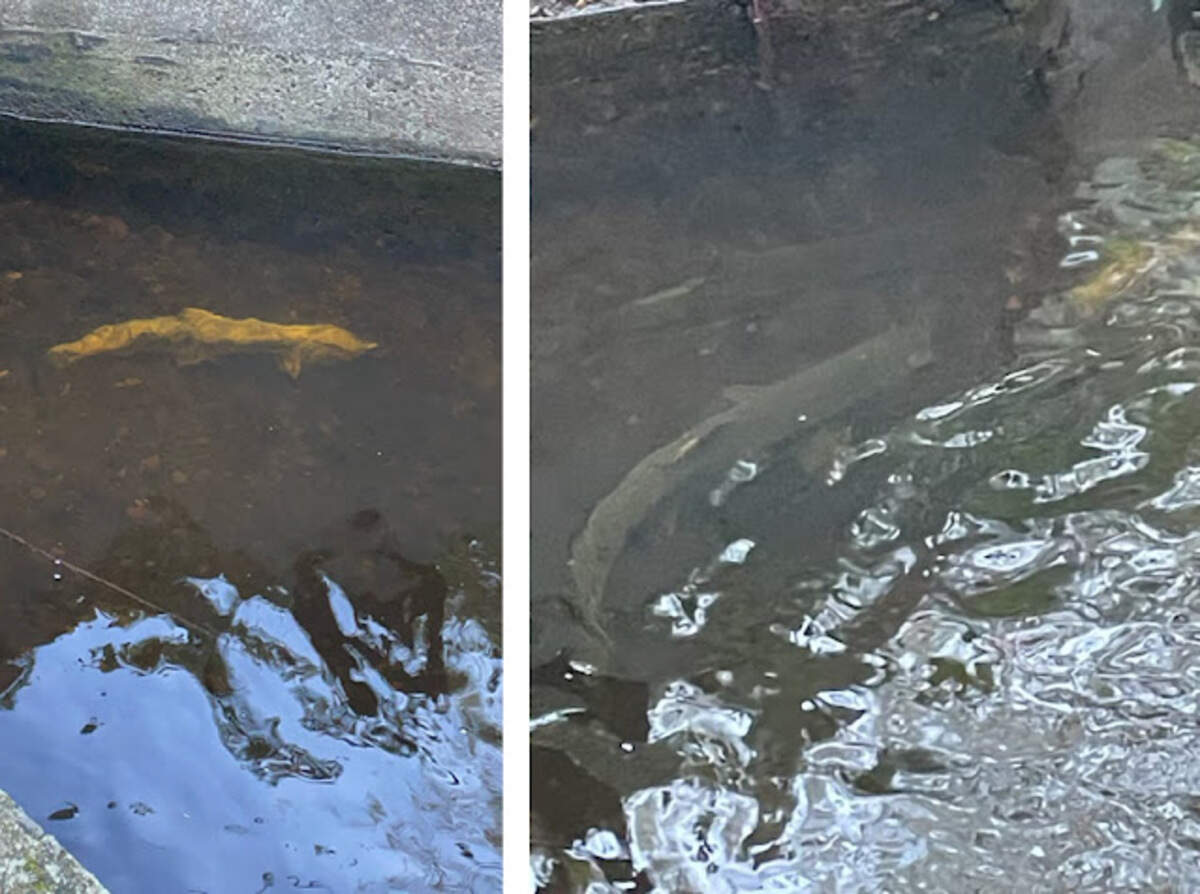 Fish were recently spotted swimming from Burley Lagoon into Purdy Creek and upstream under the state Route 302 Spur.