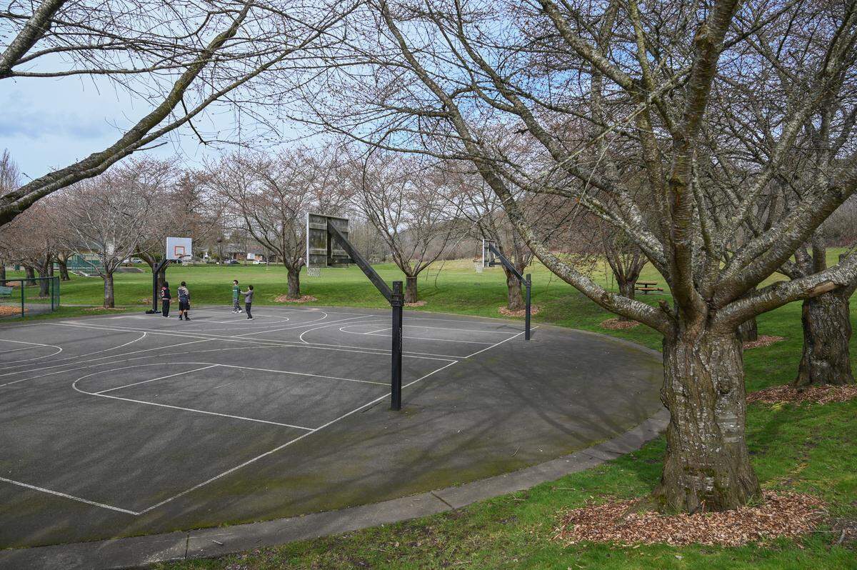 Leroy Willyander and friends shoot hoops at the Wapato Hills Park Basketball Courts with pre-bloom cherry blossom trees surrounding them earlier this month.