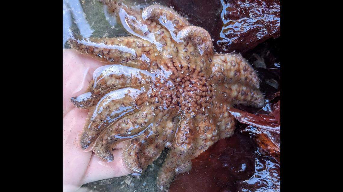 More than two dozen sunflower sea stars were found on the Oregon coast, according to an aquarium. 