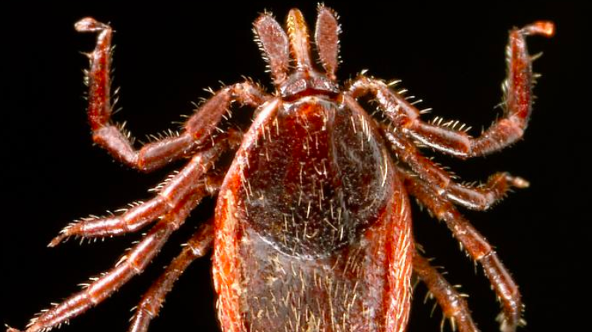 This image from the U.S. Centers of Disease Control and Prevention shows a magnified view of an adult female western blacklegged tick, a carrier of agents that can lead to Lyme disease and/or anaplasmosis in the Western U.S.