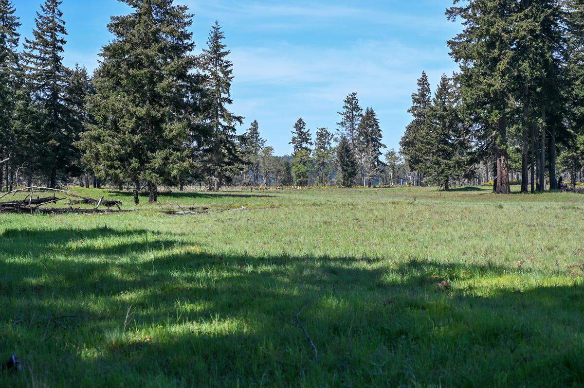 Douglas firs and Garry oaks pepper JBLM’s secret prairies.