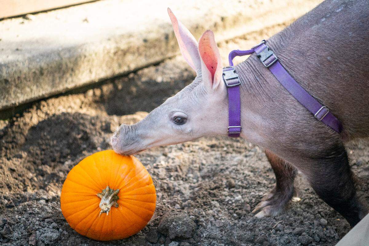10/16/2021 (Photo/Katie Cotterill) Point Defiance Zoo & Aquarium. Zoo Boo.
