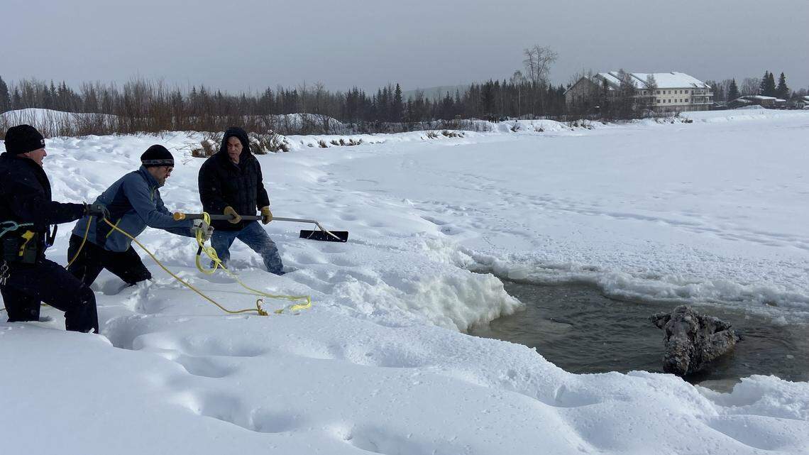 A moose fell through ice and became trapped in the Chena River on April 9 in Fairbanks, Alaska, troopers said. Neighbors and troopers helped pull the animal out.