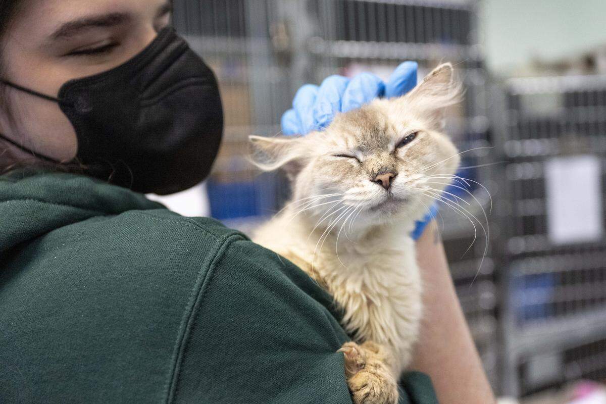 Kentucky, one of dozens of cats seized from a U-Haul earlier this month, gets some love at The Humane Society for Tacoma & Pierce County on Thursday, Nov. 20, 2025, in Tacoma.