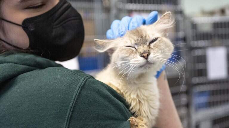 This large-scale rescue was the Tacoma Humane Society’s ‘mission coming to life’