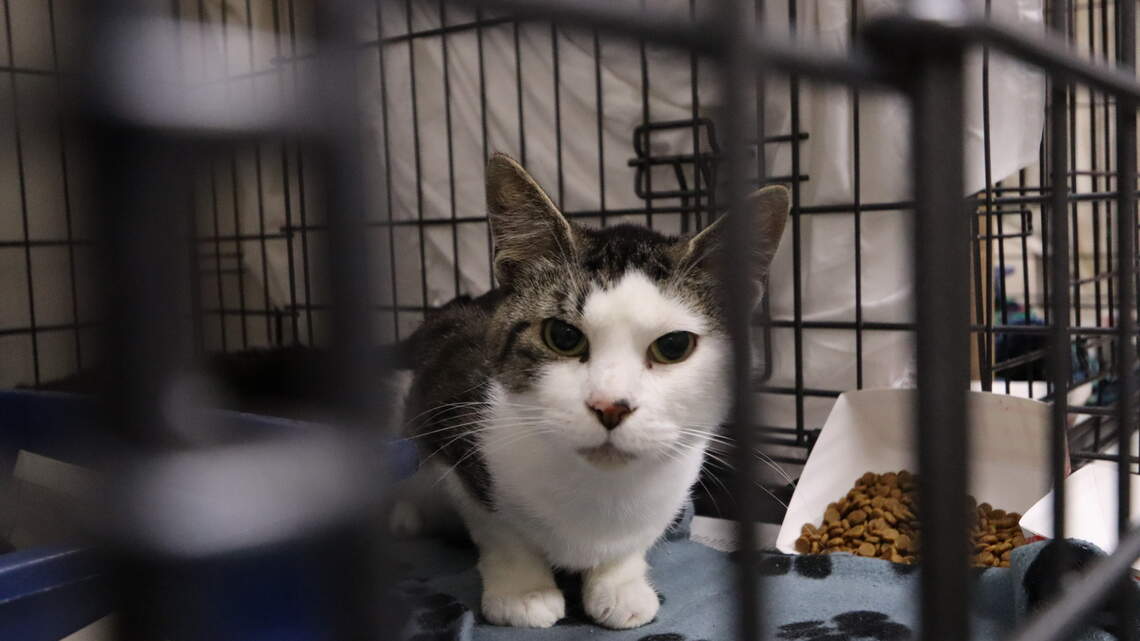 Latest cat hoarding rescue overwhelms Tacoma Humane, 500+ felines in its care