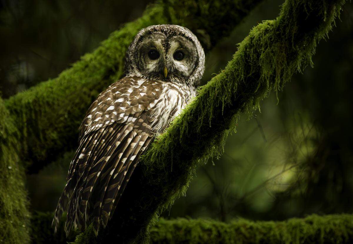 A barred owl at Point Defiance Park.