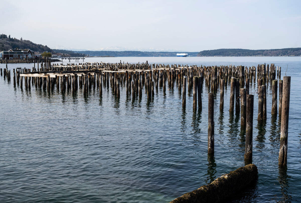 Nearly 1,200 polluted creosote pilings remain in the water after being abandoned for decades since Dickman Mill, one of Tacoma’s pioneer sawmills, placed them there in the 1890s.
