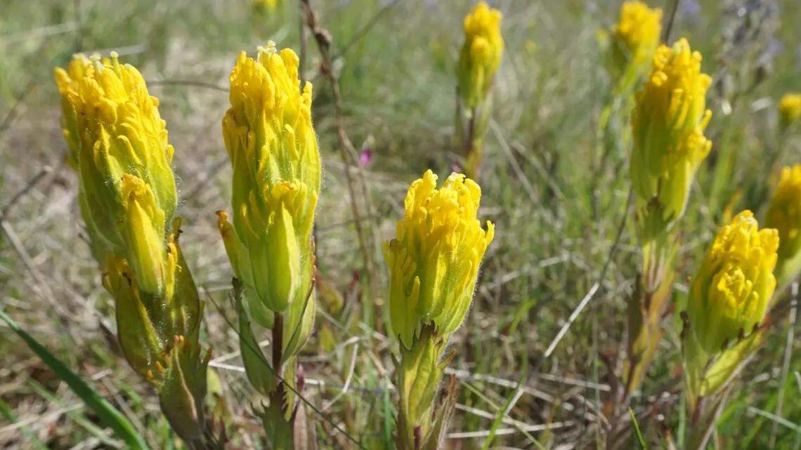 The golden paintbrush prairie flower has been de-listed from the Endangered Species Act due to its recovery in south Puget Sound.