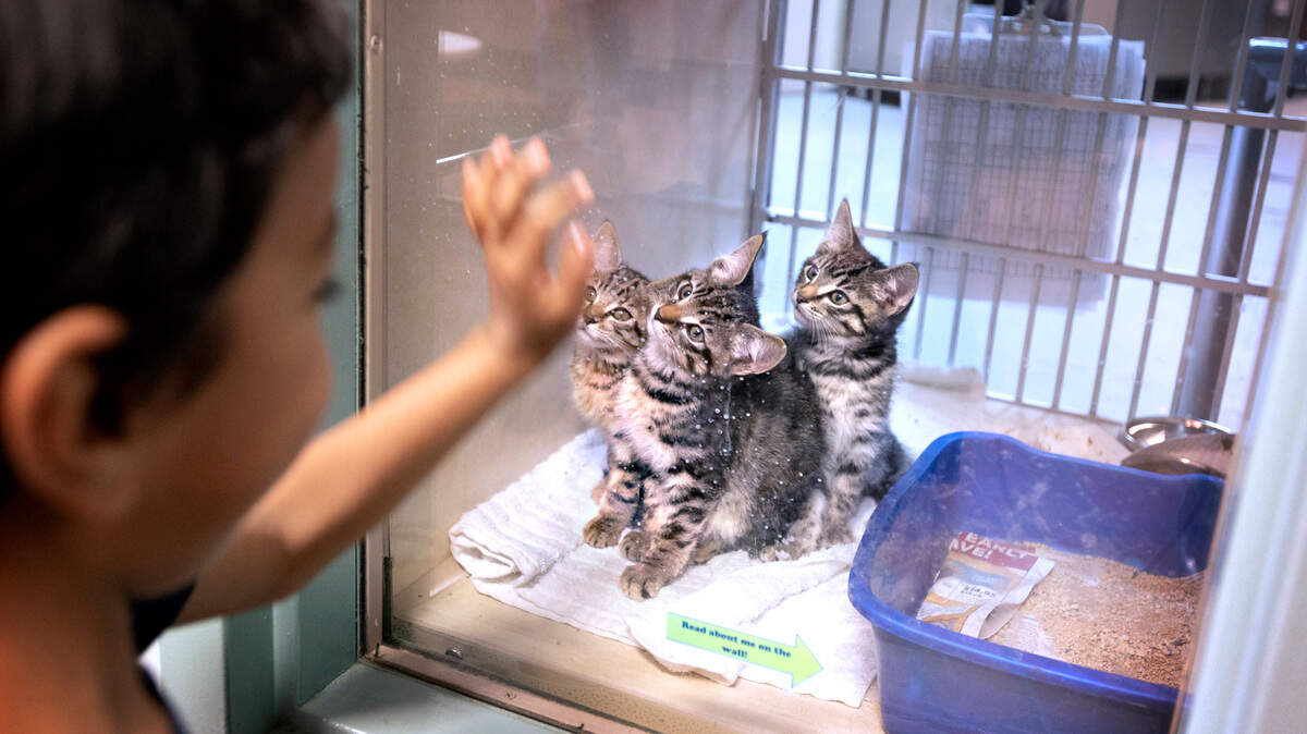 Parker Mikat, 4 of Port Orchard, takes a look at a trio of kittens at the Humane Society for Tacoma & Pierce County in Tacoma, Washington, on July 7, 2021. Mikat and his mother, Nonna Mikat, were looking to adopt at guinea pig.