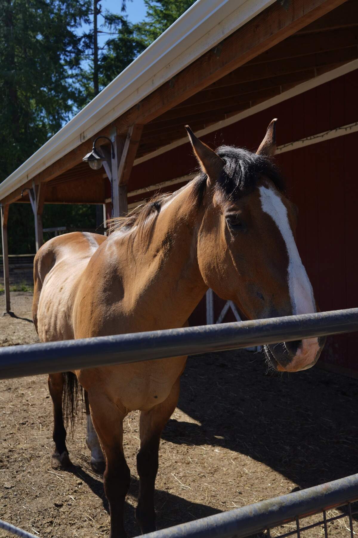 Jugs stands inside his pen at Rainfall Ranch Rescue, Thursday, June 11, 2026 in Lakebay, Wash. The older horse has a gentle temperament and is taking medication for arthritis, according to Tiana Cooper, executive director of Rainfall Ranch Rescue.