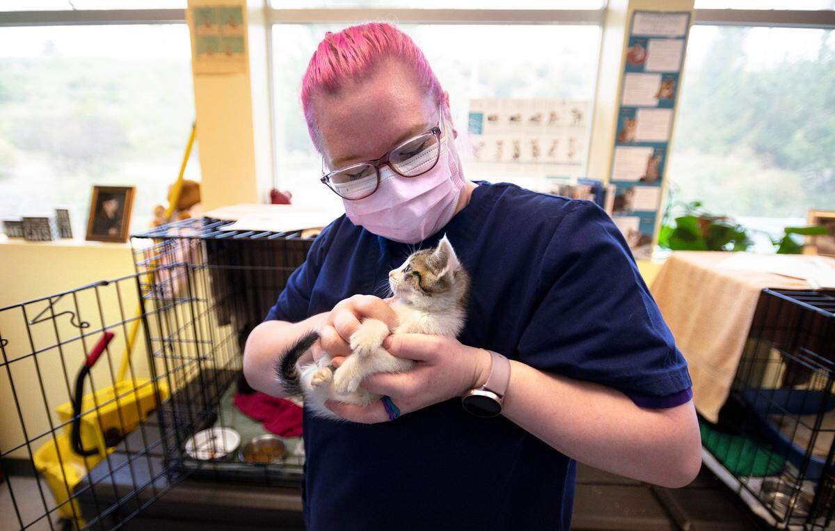 Laura Ifft cuddles with a five-week-old kitten in need of foster care at the Humane Society for Tacoma & Pierce County in Tacoma, Washington, on Wednesday, July 7, 2021.