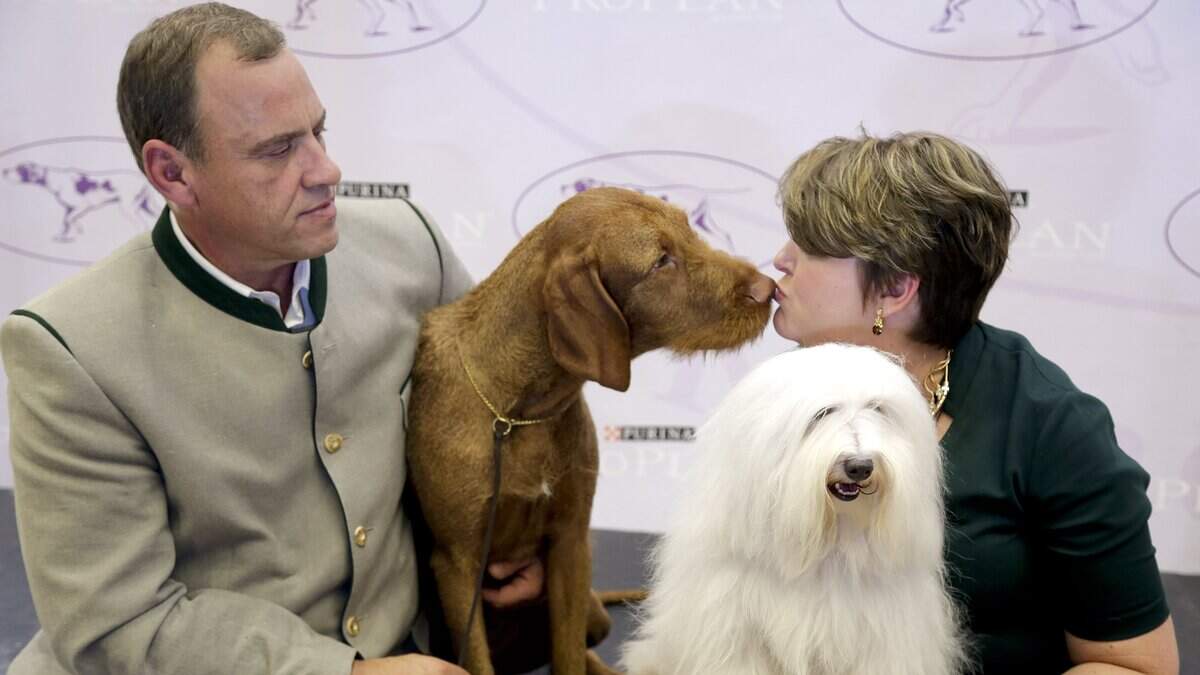 (2018 file photo) A coton de tulear, the breed of dog on the right, will be shown this weekend at a three-day event in Puyallup. The dogs are one of the new breeds eligible to compete in the Westminster Kennel Club competition. Also pictured is a wire-haired vizsla and the dogs’ owners.