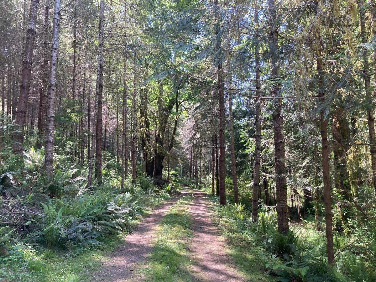 Great Peninsula Conservancy closed a deal Friday, Nov. 21, 2025 to purchase about 21 acres of forested land next to Sehmel Homestead Park for just over $1.2 million near Gig Harbor, Wash. PenMet Parks will take over ownership and plans to open the site, named Butterfield Forrest, to the public for hiking, nature-viewing and passive recreation in early 2026.