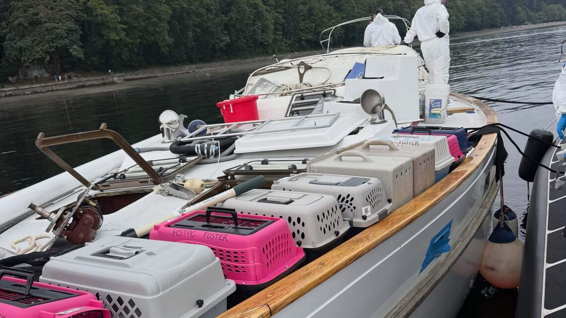 Who marooned 30 cats on a boat near a Tacoma beach? Answers are still unclear