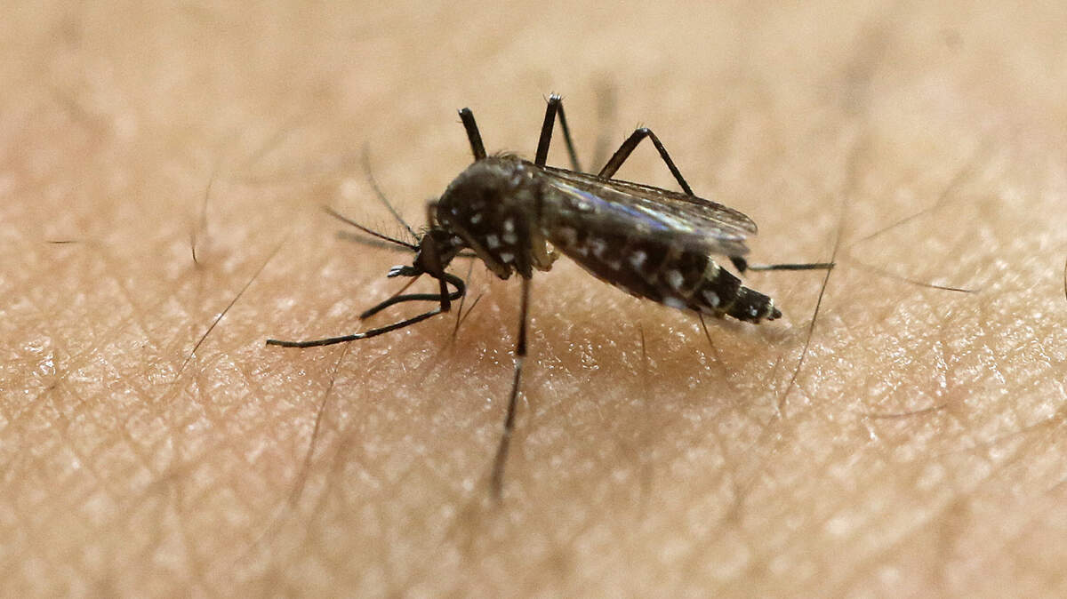 Having a mosquito land on your skin can be bad enough. But when one flies into your mouth ...