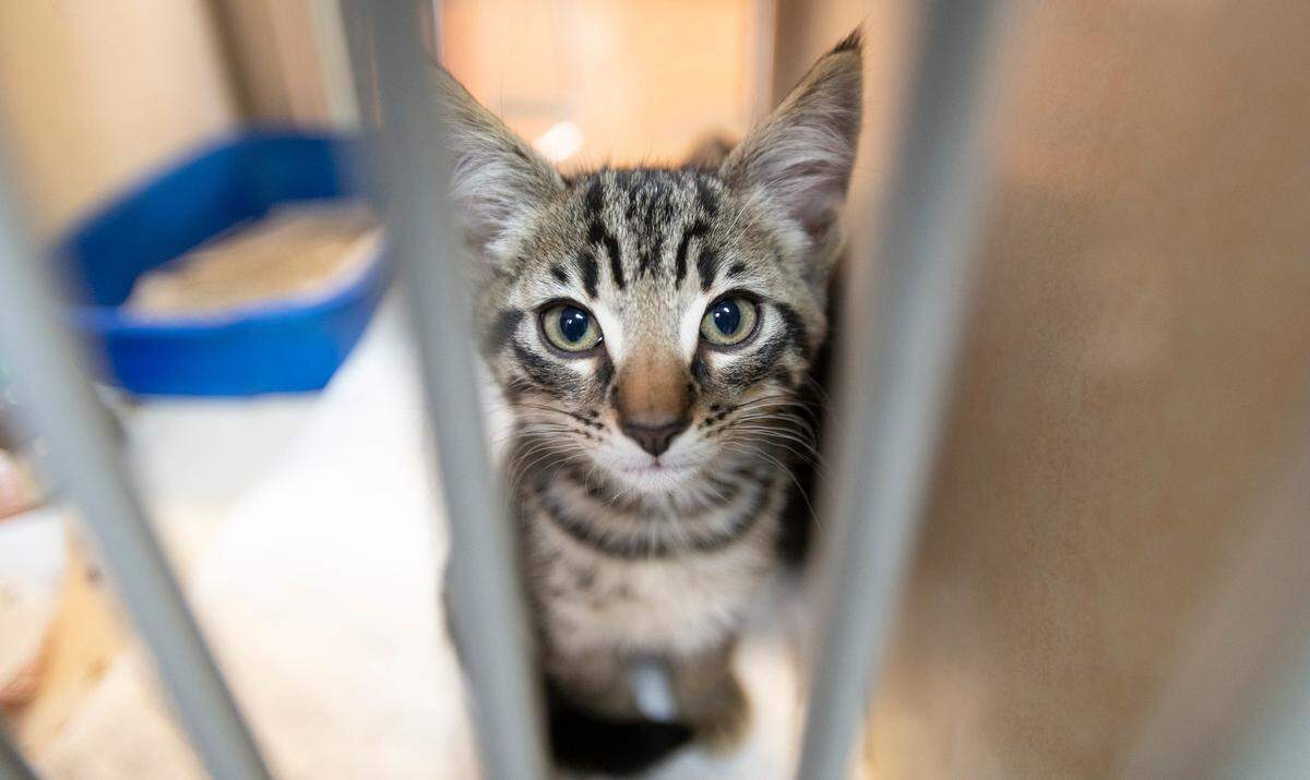 The Humane Society of Tacoma & Pierce County is at critical capacity, it stated on Tuesday, July 18, 2023. The organization is waiving pet adoption fees to help clear up space.