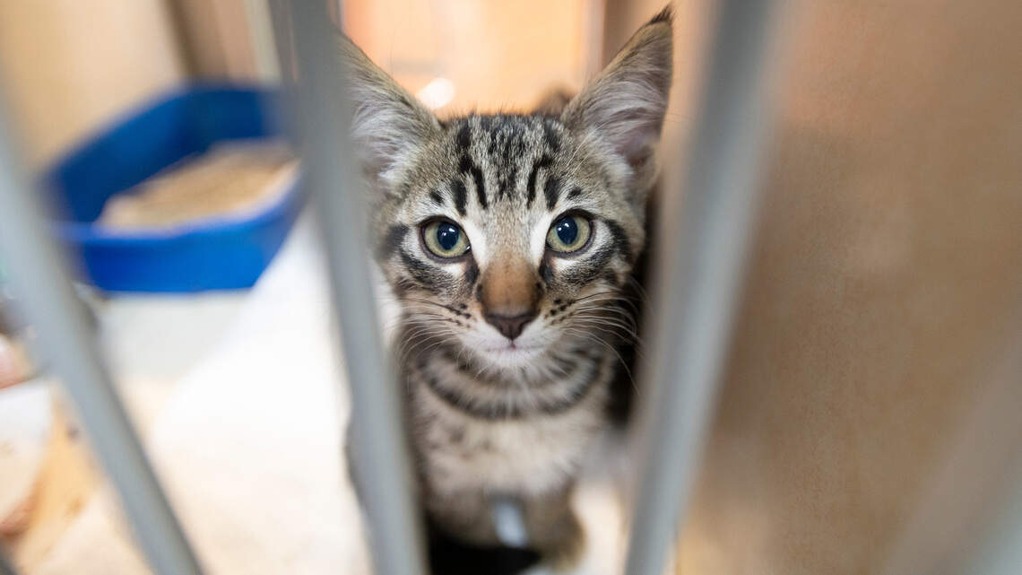 It’s like Bob Barker always says: Spay and neuter your pets. Too many are suffering | Opinion