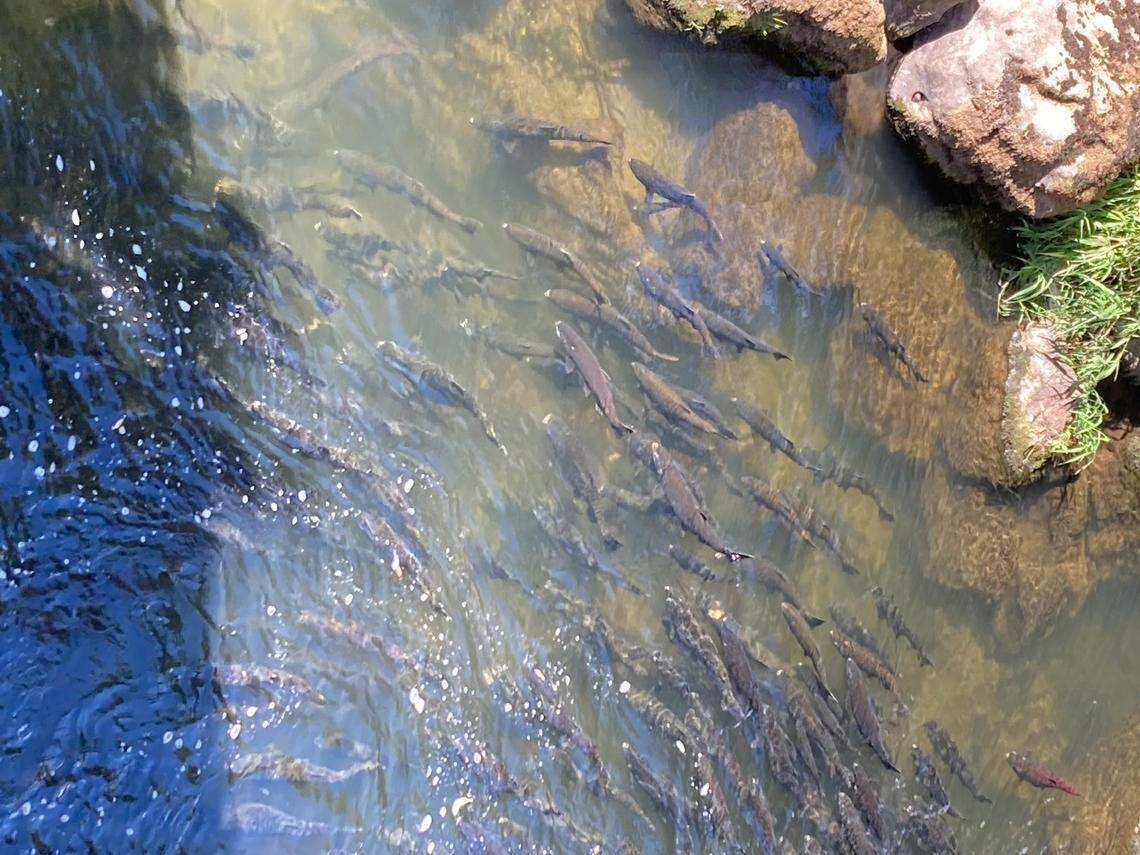 Salmon spawning in the Deschutes River in September 2024.