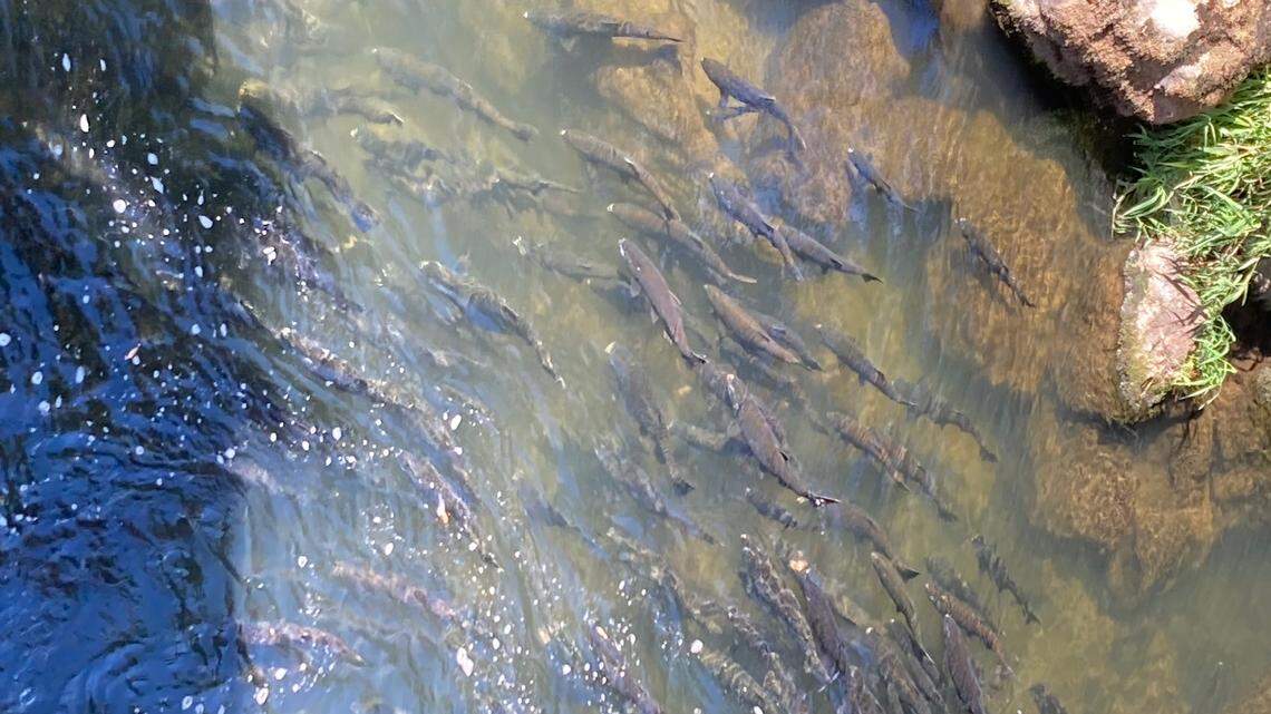 Washington’s struggle: How far-too-slow salmon recovery impacts Orcas like Tahlequah | Opinion