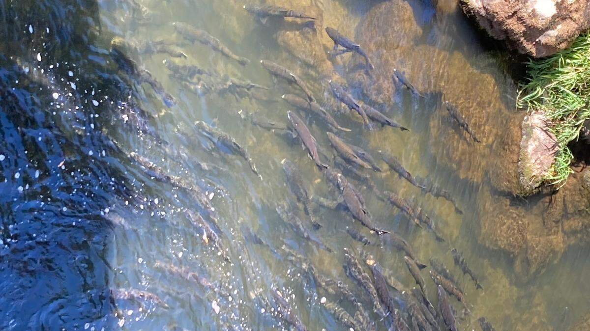 Salmon spawning in the Deschutes River in September 2024.
