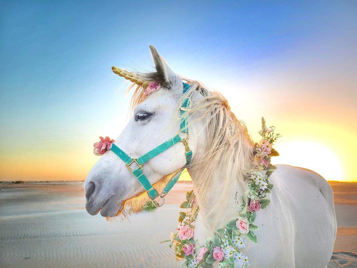 The Pacific Northwest Unicorns, including Blue (pictured here) will be giving unicorn rides at the mermaid festival.