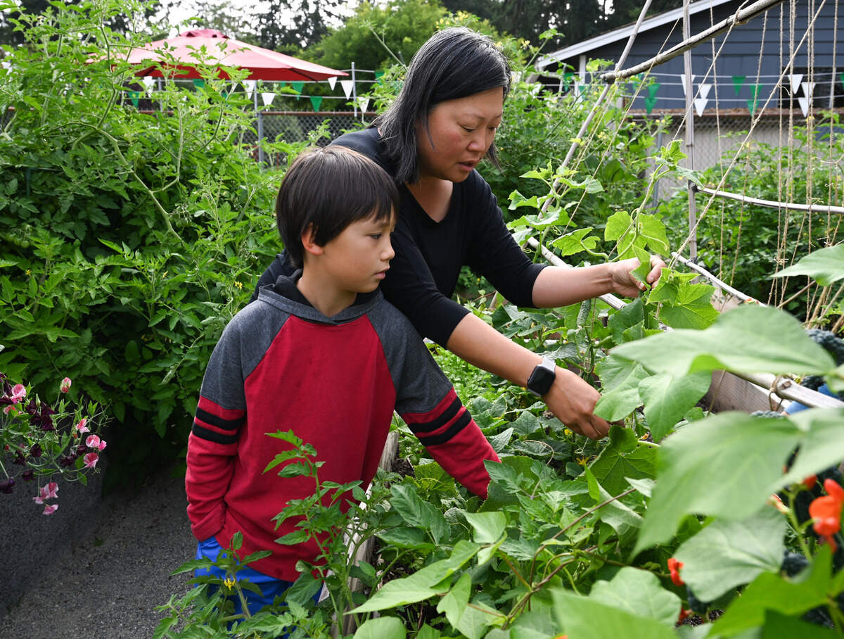 Joanna Clark of Steilacoom explains to her son Olin Clark-Gamble, 8, how to tell when a cumber is ready to be harvested at the Steilacoom Historical Community Garden on Wednesday, Aug. 14, 2024.