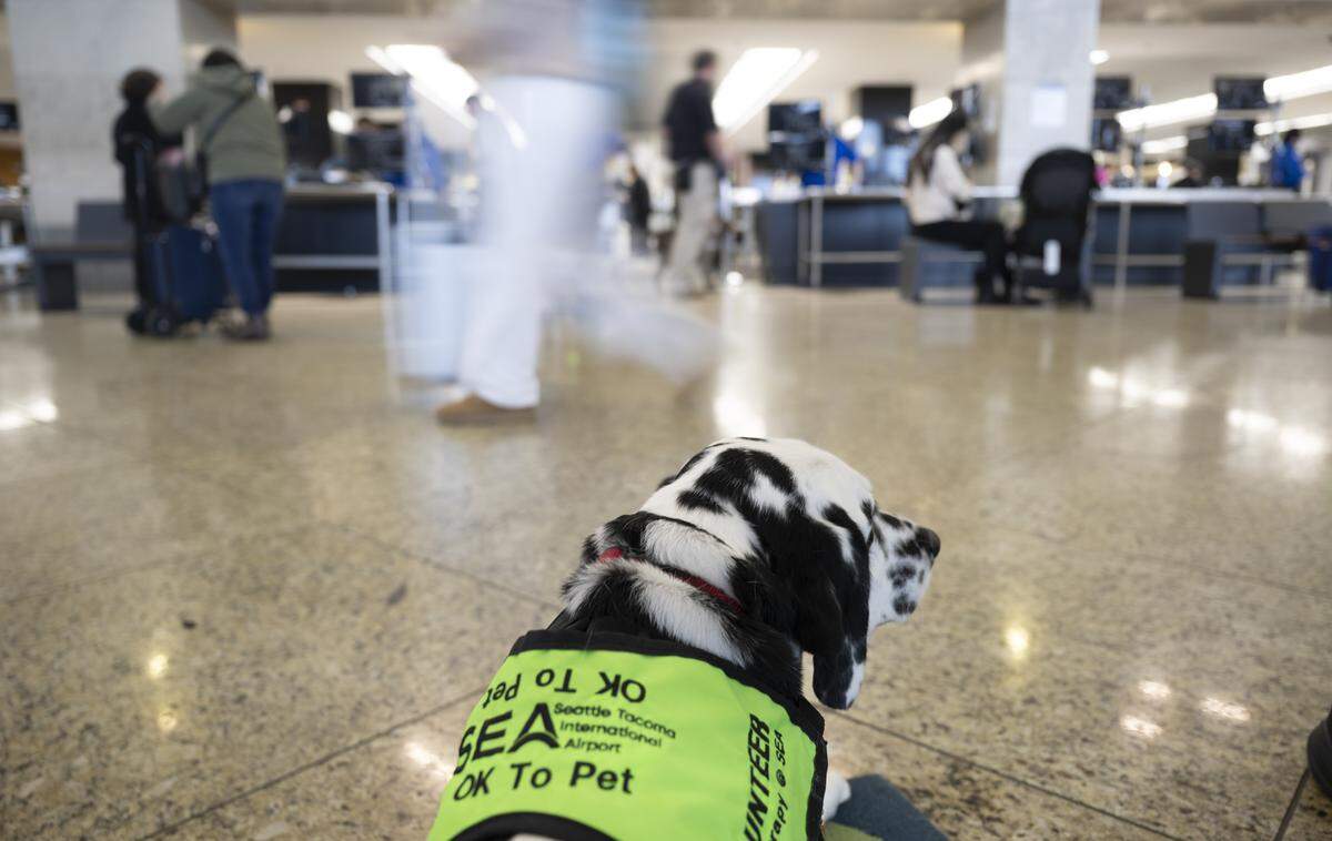 Tuck, a volunteer therapy dog part of the SEA Pups program, watches as travelers walk by at Seattle–Tacoma International Airport on Monday, Dec. 1, 2025.