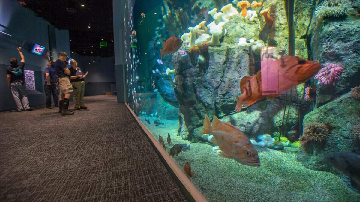 Aquarium staff next to the Northwest Waters exhibit prepare for the opening of Metro Parks’ new Pacific Seas Aquarium at Pt. Defiance Park.