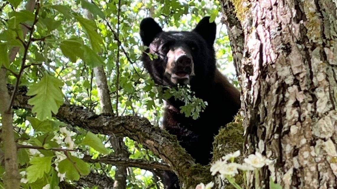 Ranger’s collision with bear was reason popular Mount Rainier trail closed
