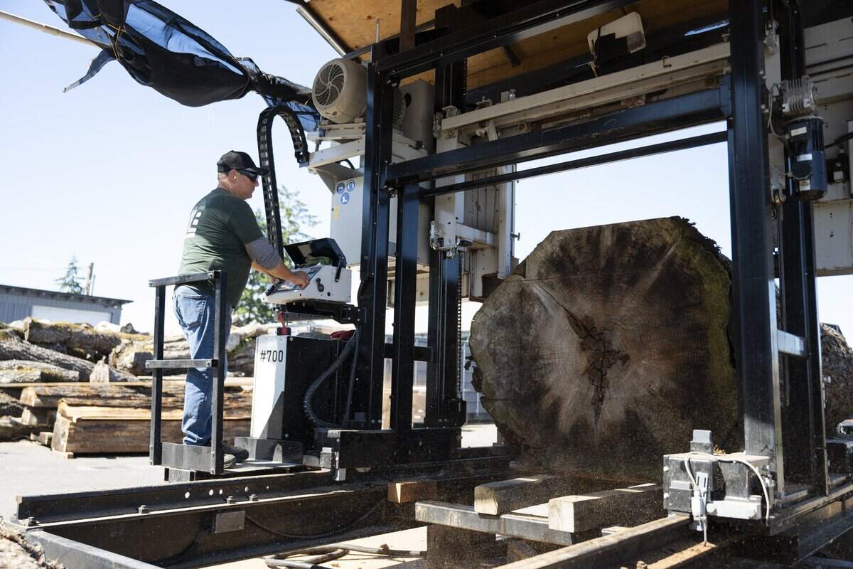 Larry Blackshaw cuts a coastal redwood into slabs at Ranger Tree Service and Lakewood Live Edge, on Tuesday, June 16, 2026, in Lakewood, Wash.